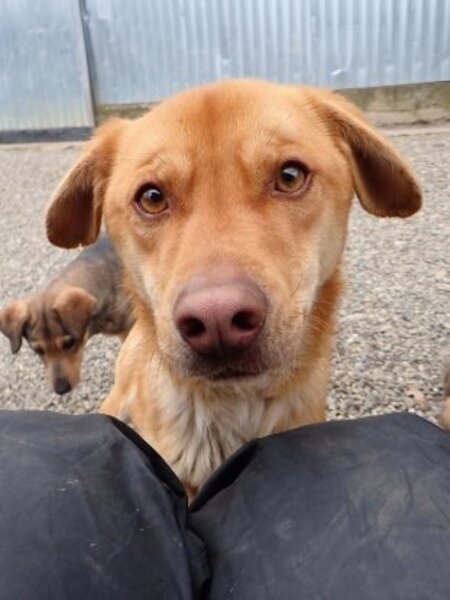 Adopter Silco