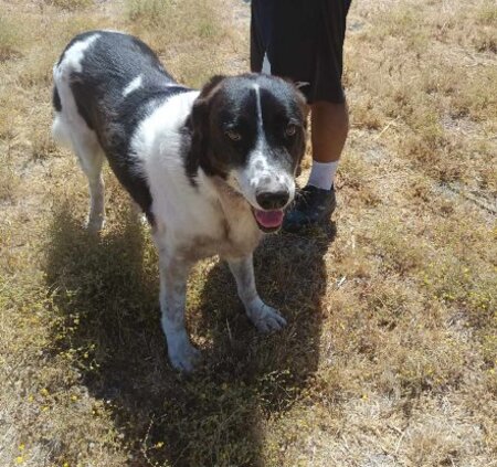 Adopter Silver