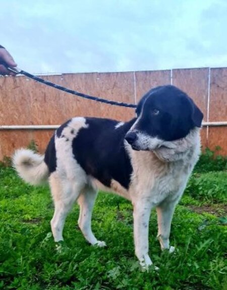 Adopter Silver