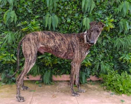 Adopter Simon