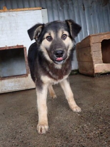Adopter Sinclair
