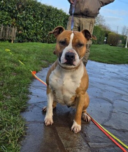 Adopter Single