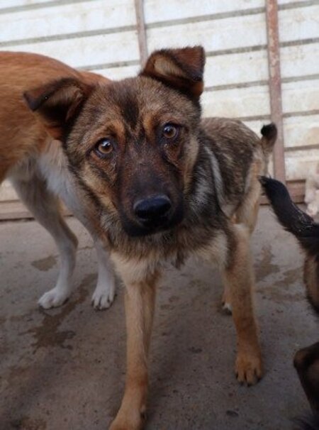Adopter Sirène