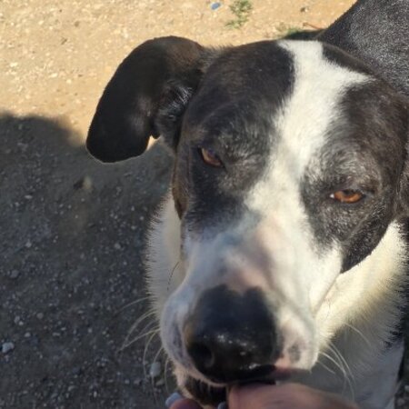 Adopter Sirio