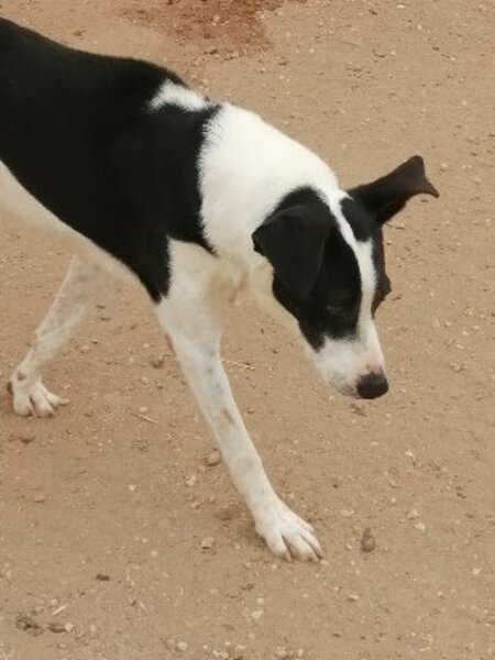 Adopter Sirio