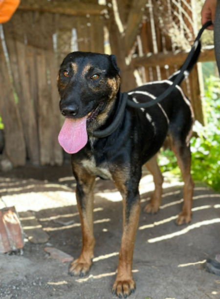 Adopter Sirr