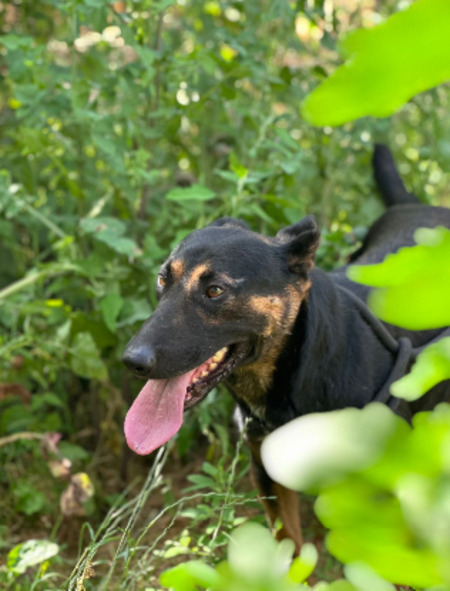 Adopter Sirr