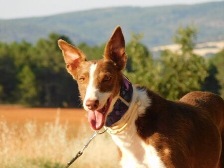 Adopter Siver