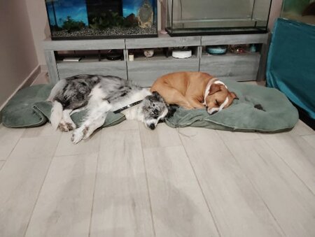 Adopter Skal