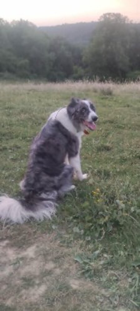 Adopter Skal