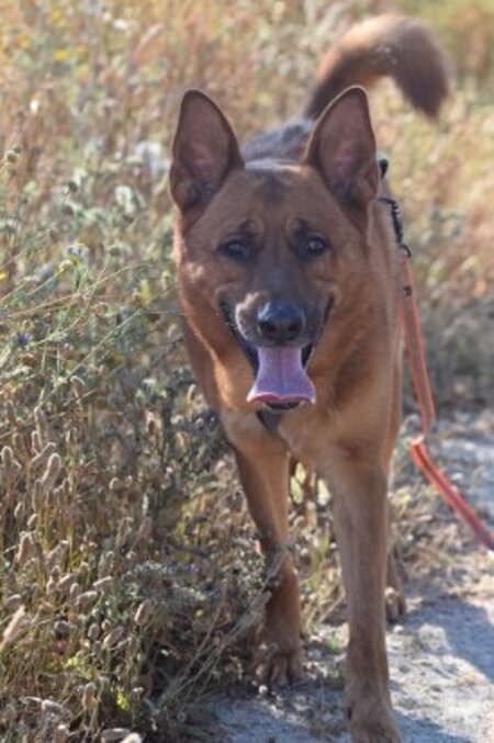 Adopter Skol