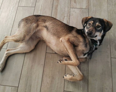 Adopter Skye