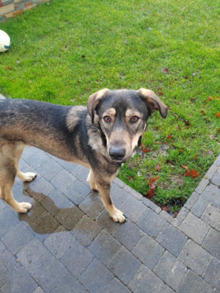 Adopter Skye