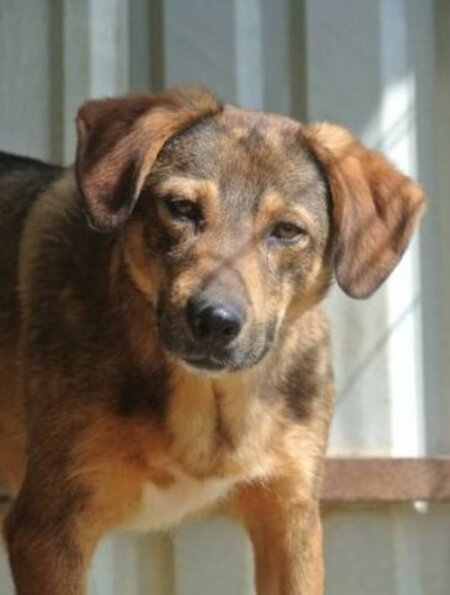 Adopter Snatch