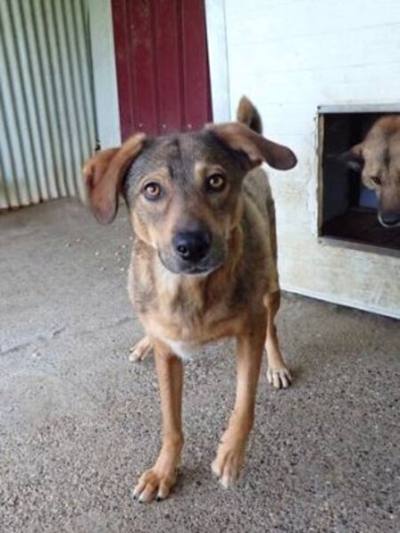 Adopter Snatch