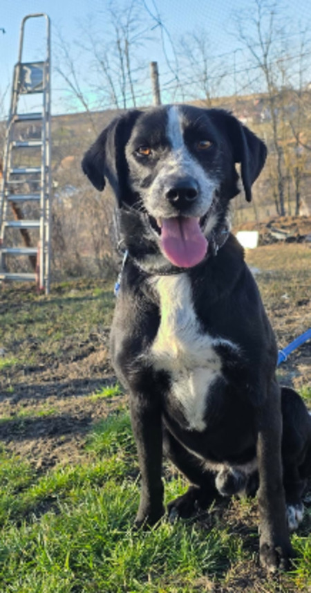Adopter Snoop