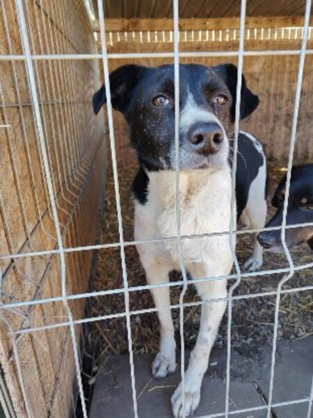 Adopter Snoopy