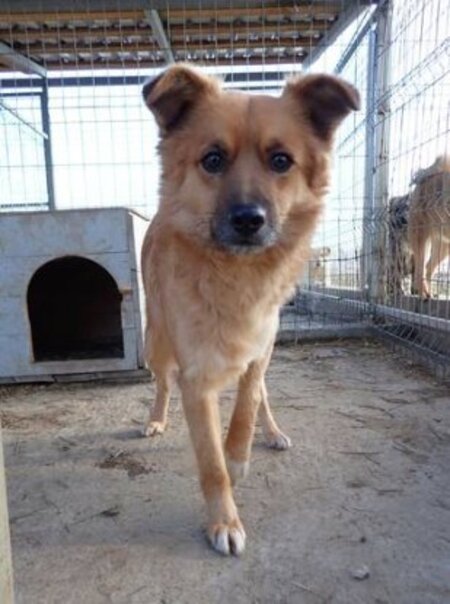 Adopter Snoopy