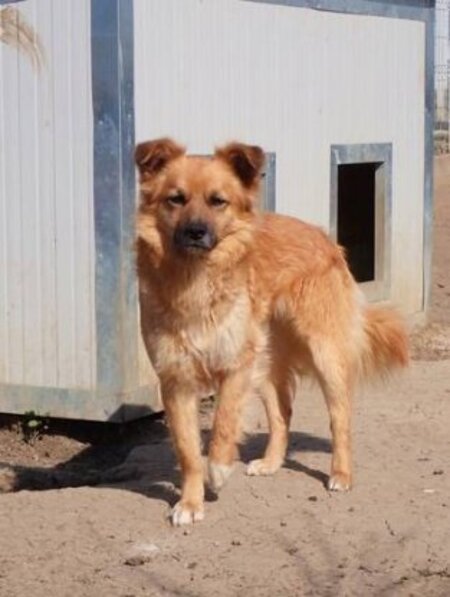 Adopter Snoopy