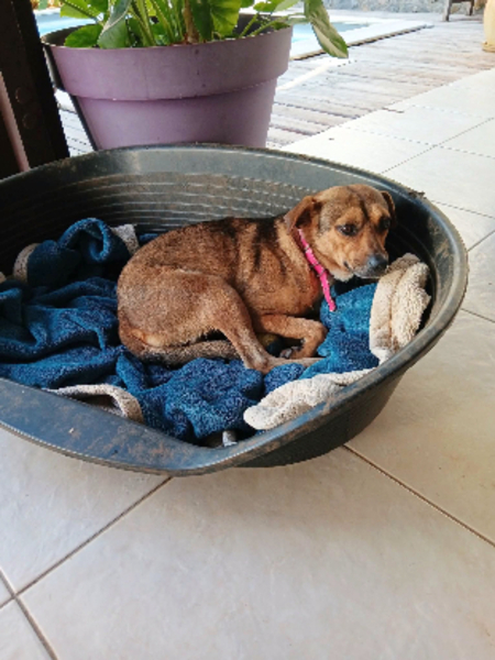 Adopter Snoopy