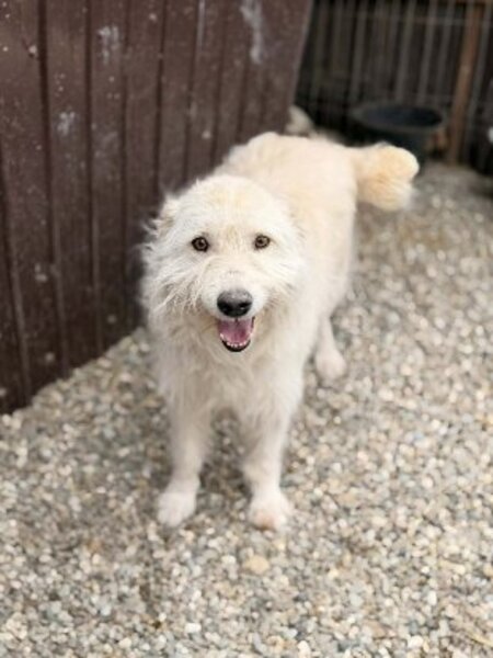 Adopter Snow