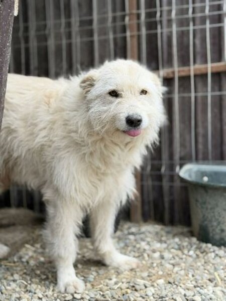 Adopter Snow