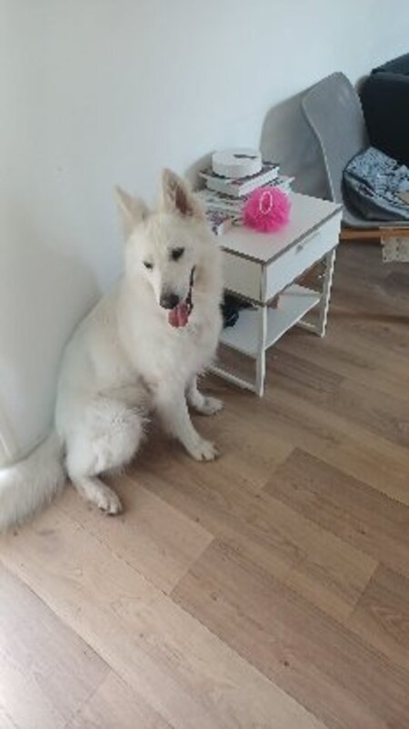 Adopter Snow