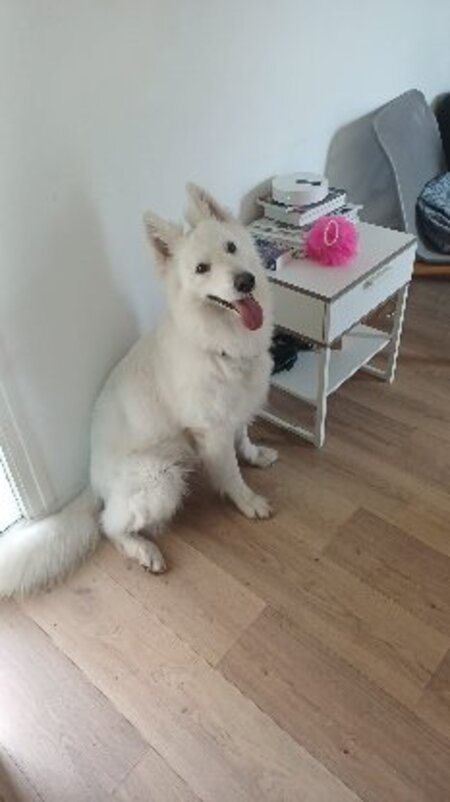 Adopter Snow