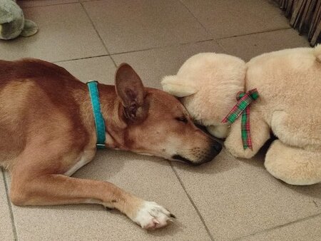 Adopter Só