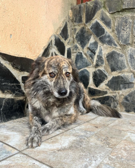 Adopter Sofia