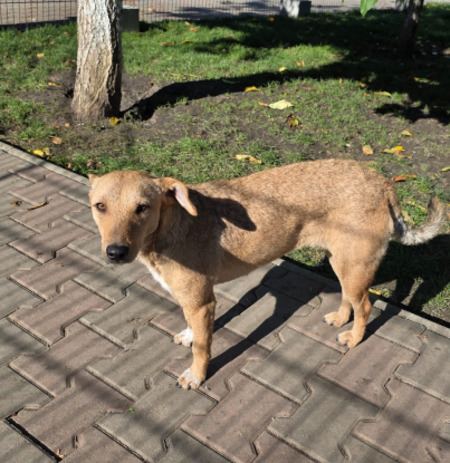 Adopter Sofy