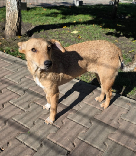 Adopter Sofy