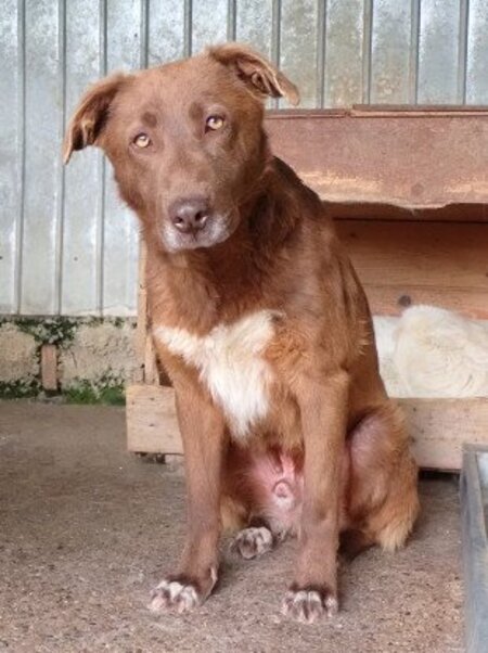 Adopter Solaar