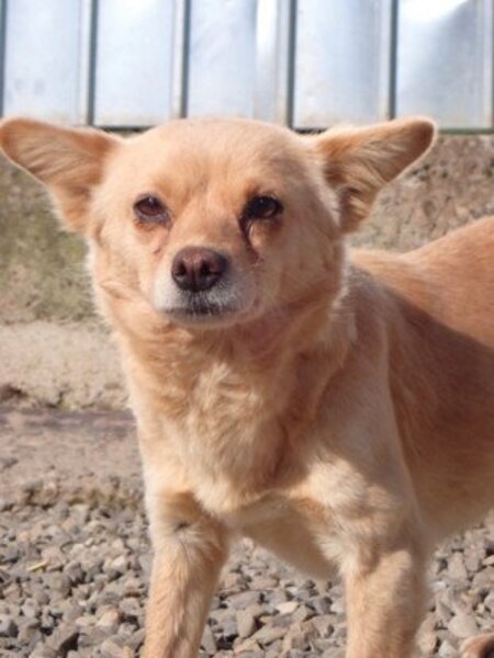 Adopter Soline