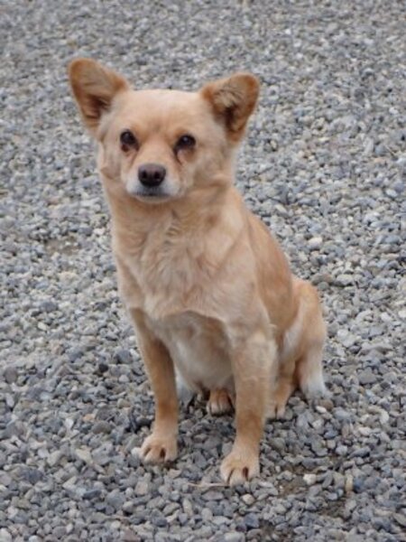 Adopter Soline