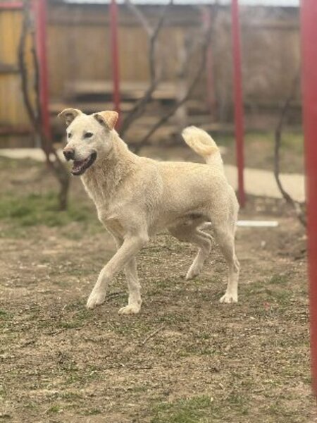 Adopter Solis