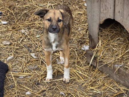 Adopter Solka