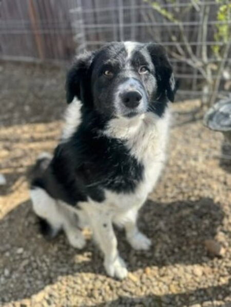 Adopter Solstice
