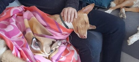 Adopter Sombra