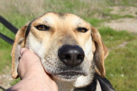 Adopter Sombra