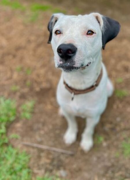Adopter Songo