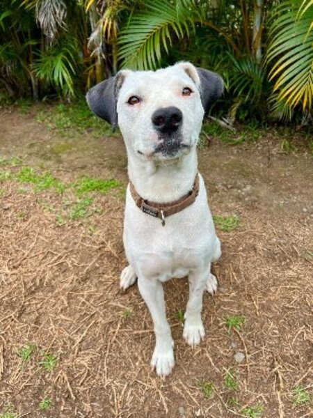Adopter Songo