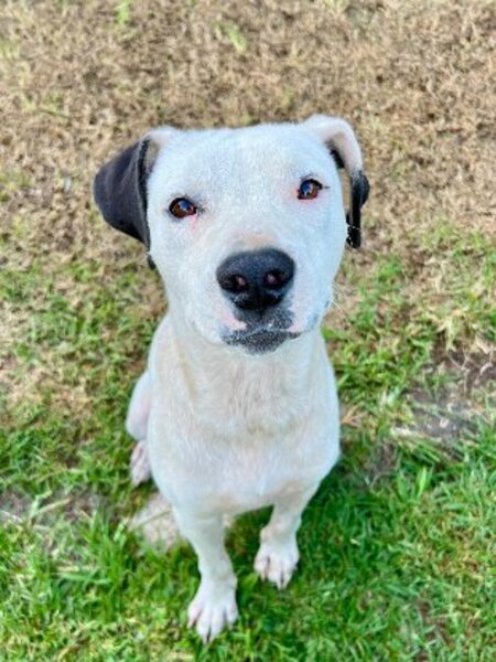 Adopter Songo
