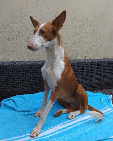 Adopter Sora