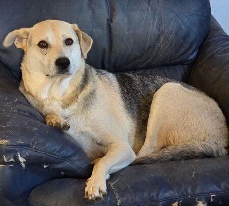 Adopter Spike