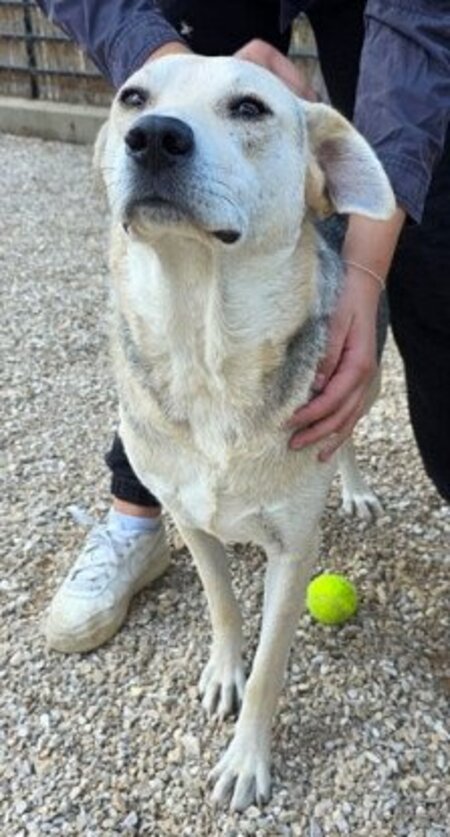 Adopter Spike