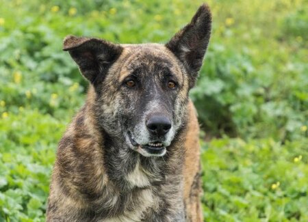 Adopter Spirou