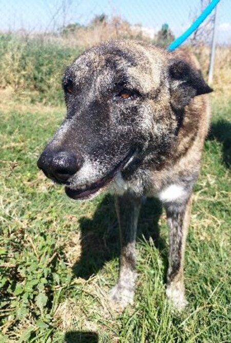 Adopter Spirou