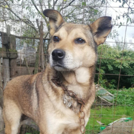 Adopter Springa