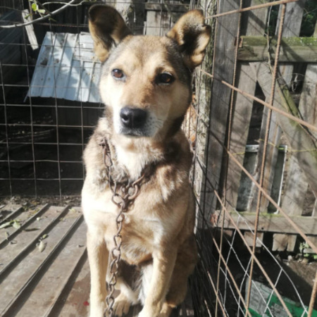 Adopter Springa